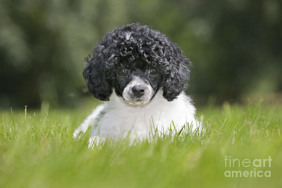 harlequin toy poodle