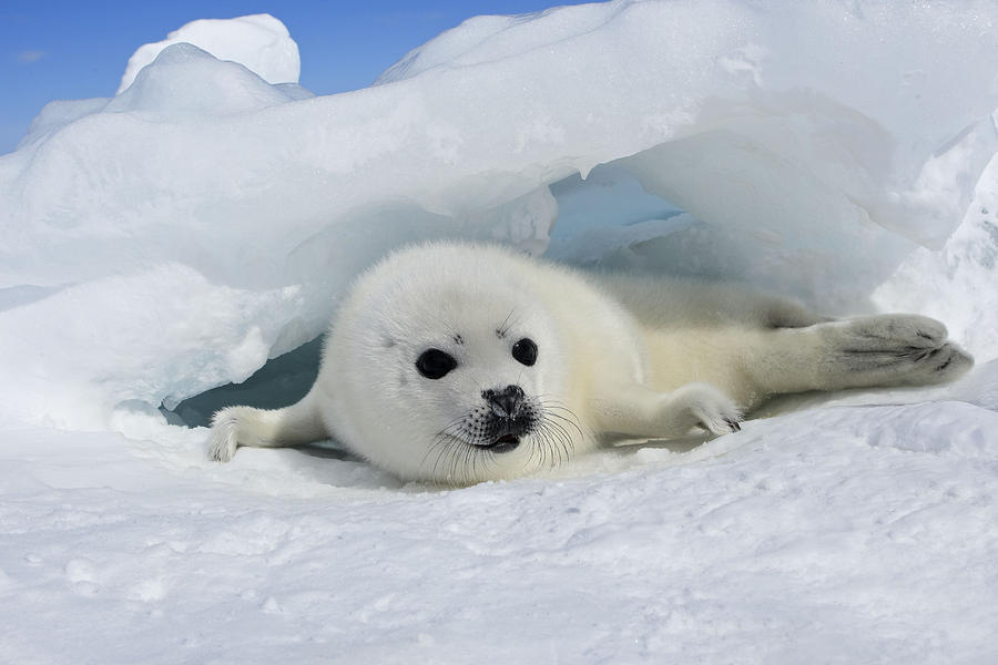 Harp Seal Baby #1 Photograph by M. Watson