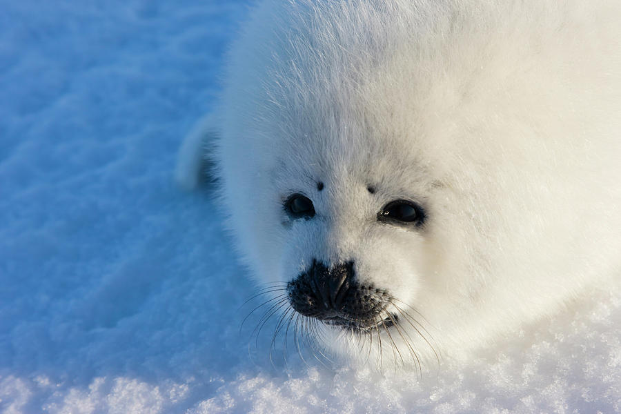 Nature Photograph - Harp Seal Pup, Close Up, Iles De La #1 by Keren Su