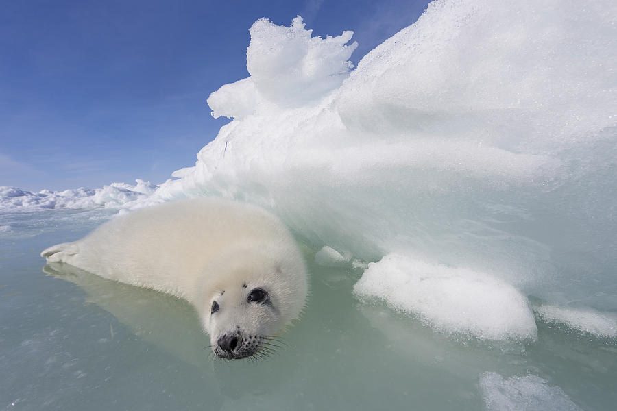 Harp Seal Pup Gulf Of Saint Lawrence Photograph by Ingo Arndt