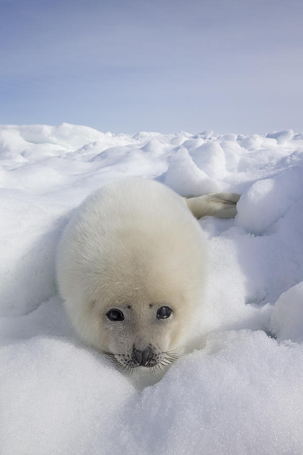 Harp Seal Pup Gulf Of St Lawrence Photograph by Ingo Arndt