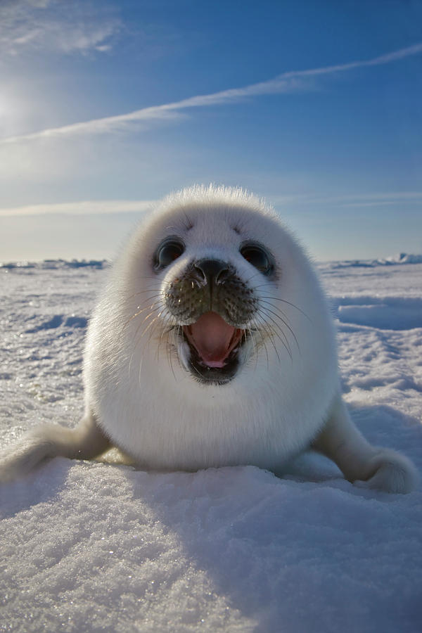 Harp Seal Pup On Ice, Iles De La Photograph by Keren Su