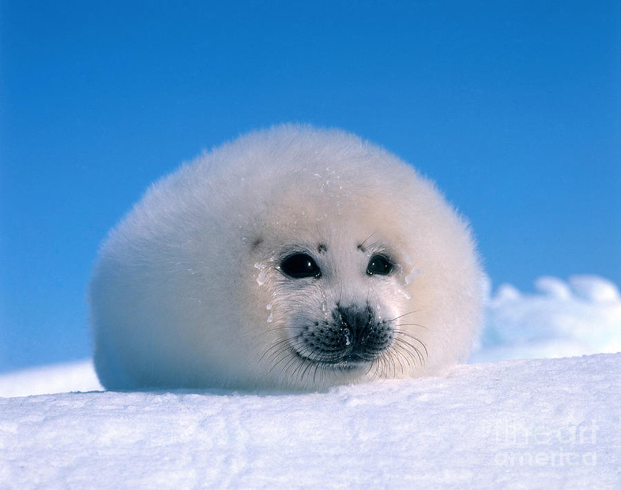 Animal Photograph - Harp Seal Pup Phoca Groenlandica #3 by Hans Reinhard