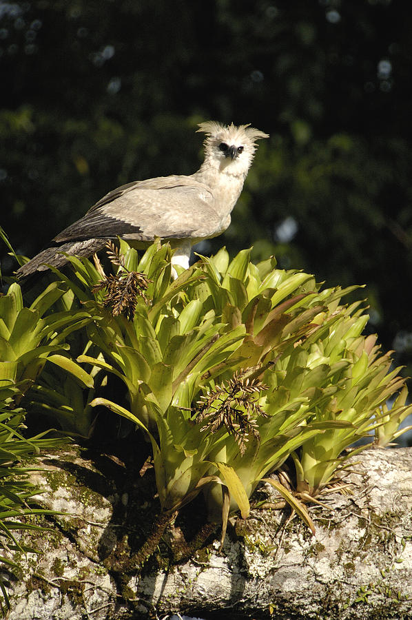 Harpy Eagle Chick In Kapok Tree #1 Photograph by Pete Oxford