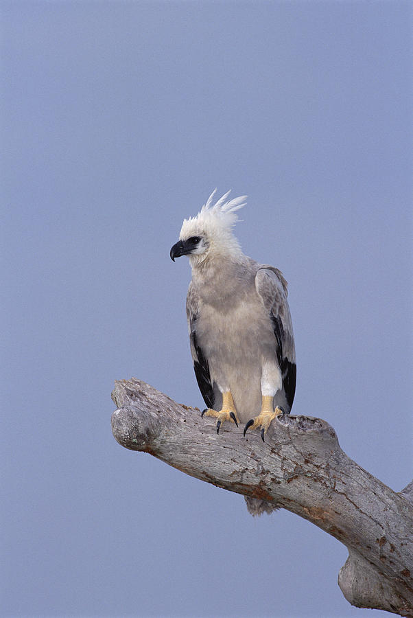 Harpy Eagle Juvenile Silk-cotton Tree #1 Photograph by Tui De Roy