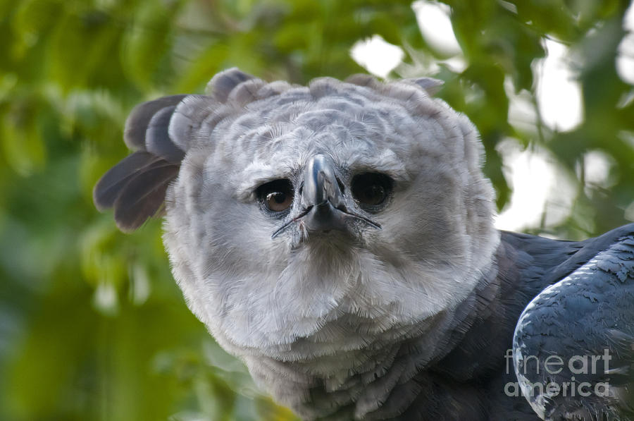 Harpy Eagle #1 Photograph by Mark Newman