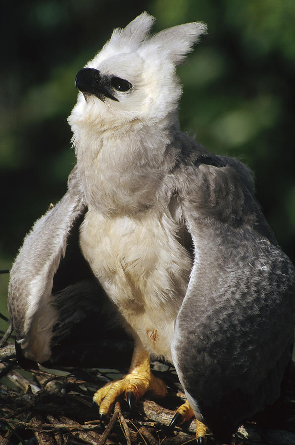 Harpy Eagle Threat Posture Amazonian #1 Photograph by Tui De Roy
