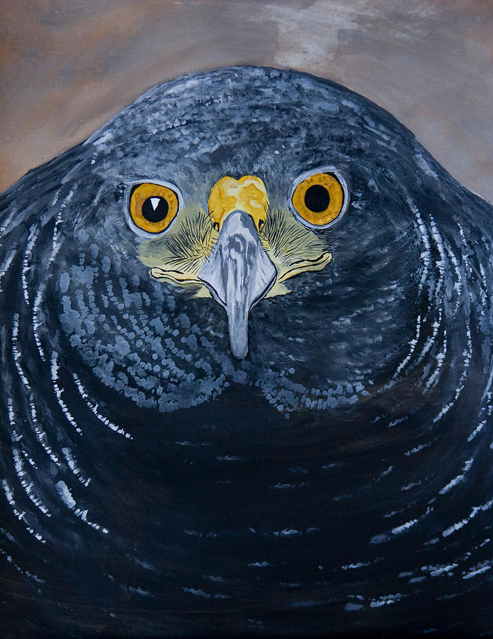 Hawk Painting - Harris Hawk #1 by Manuel Lopez
