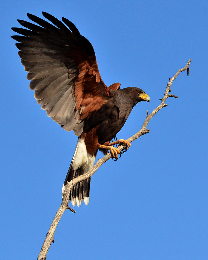 Harris Hawk Photograph by Russell Dudzienski