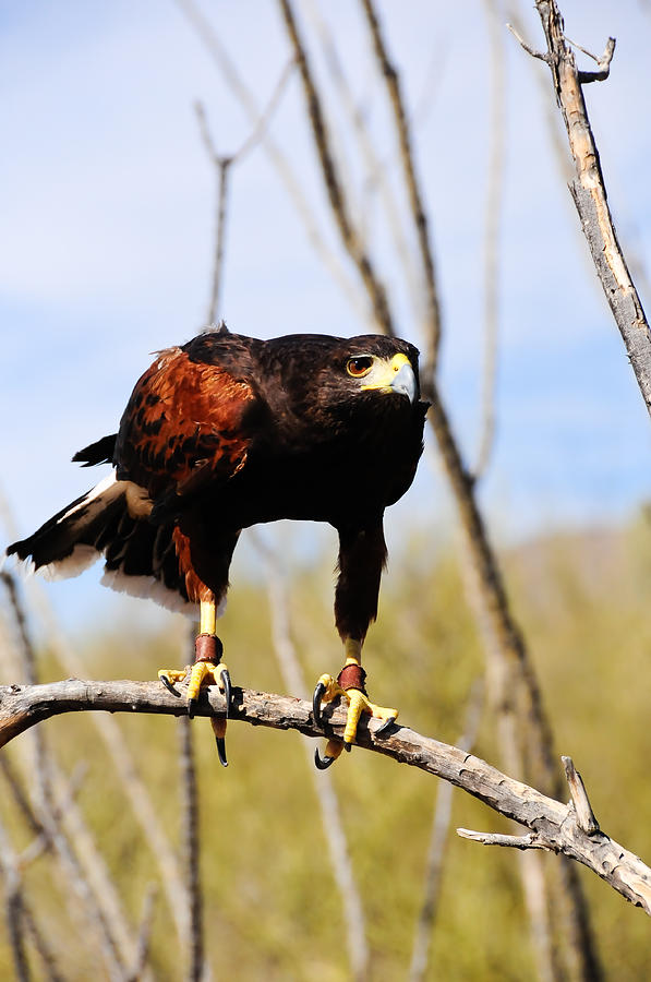 Bird Photograph - Harriss hawk by Don and Bonnie Fink Bird Photograph - Harriss hawk by Don and Bonnie Fink