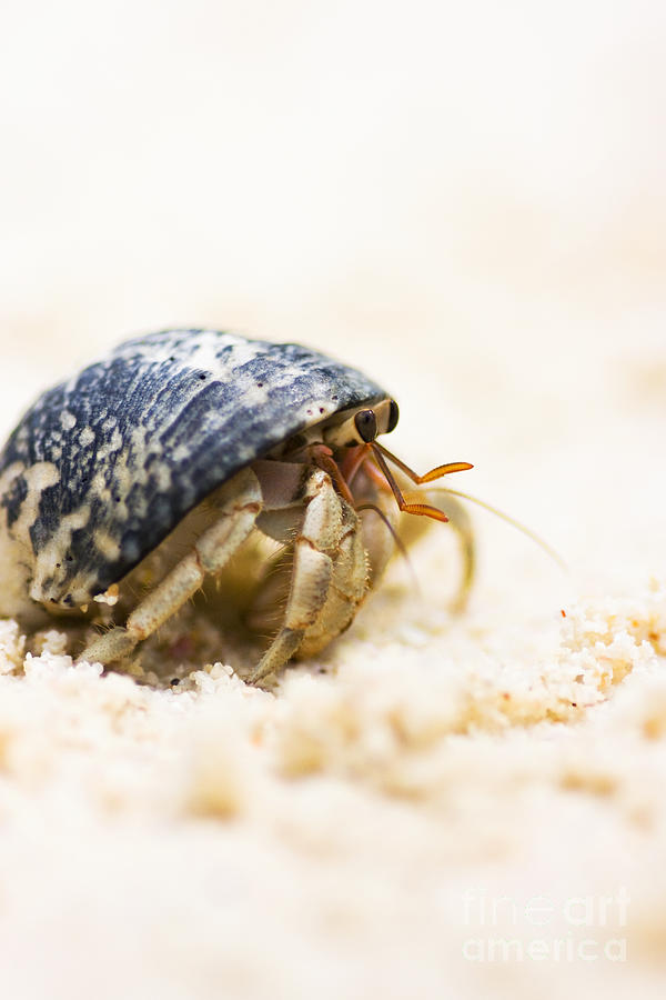Harry Hermit Crab Photograph by Jorgo Photography