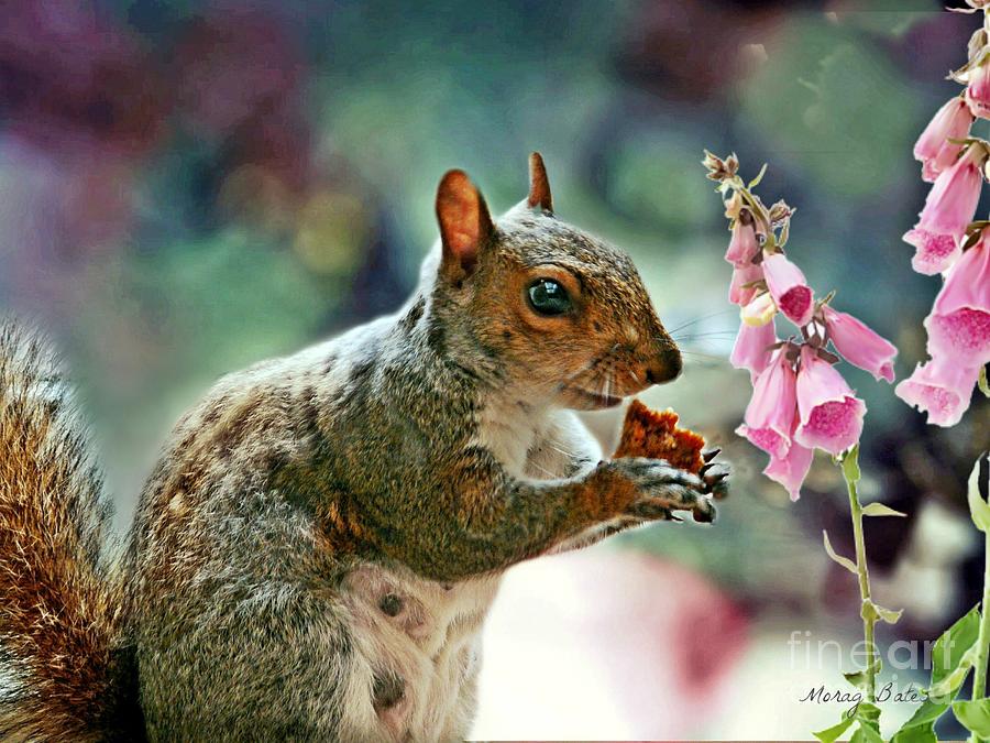 Squirrel Mixed Media - Harry the Squirrel #1 by Morag Bates