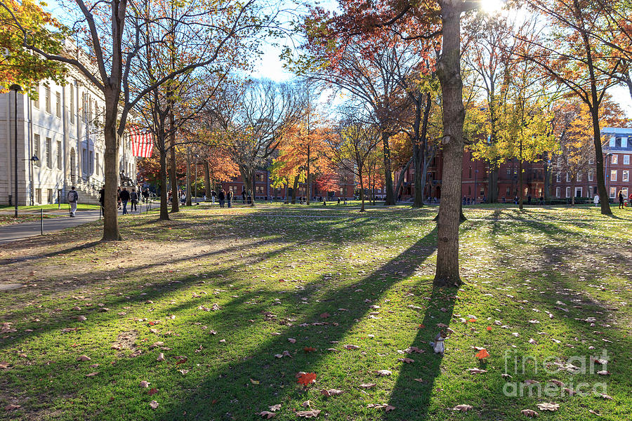 Harvard Yard Photograph by Jannis Werner - Fine Art America