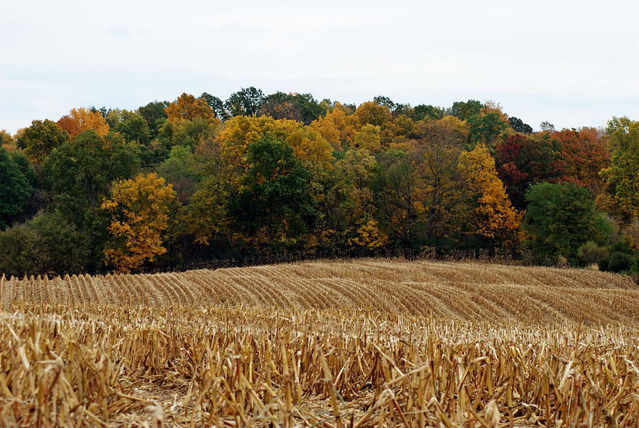 Harvest #1 Photograph by Judy Salcedo