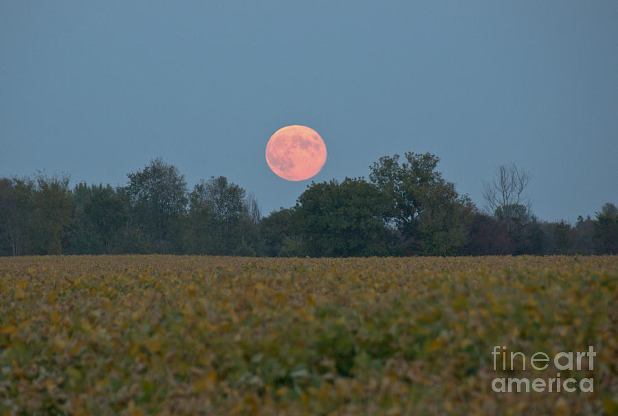 Harvest Moon 2 #1 Photograph by Cheryl Baxter