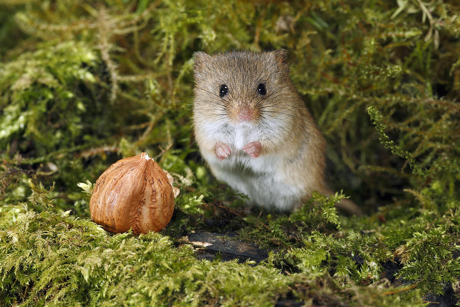 Harvest Mouse Eating Hazelnut Germany #1 Photograph by Duncan Usher