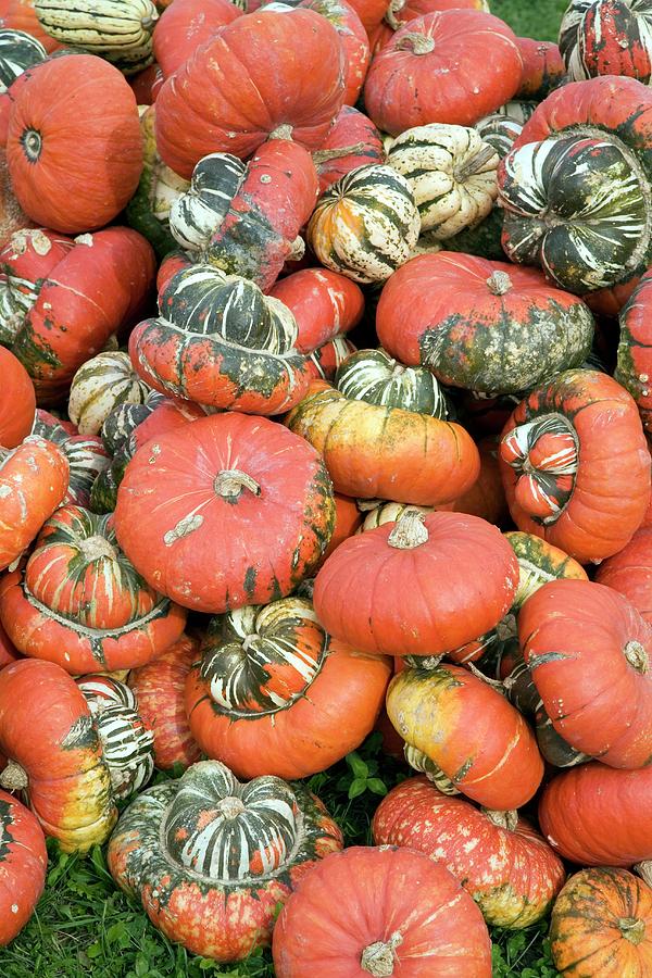 Harvested Pumpkins #1 Photograph by Science Photo Library Harvested Pumpkins #1 Photograph by Science Photo Library