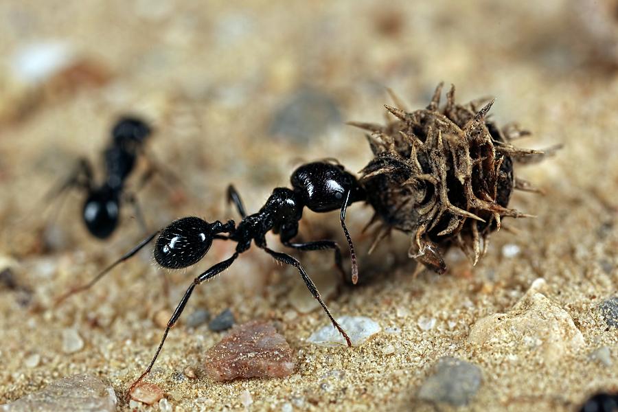 Harvester Ant #1 Photograph by Frank Fox