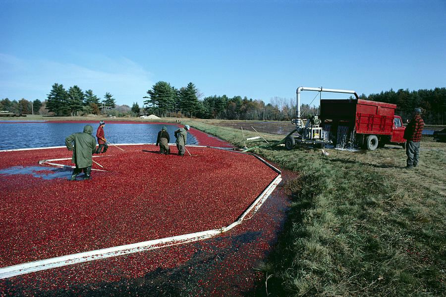 Harvesting Cranberries #1 Photograph by Dick Hanley