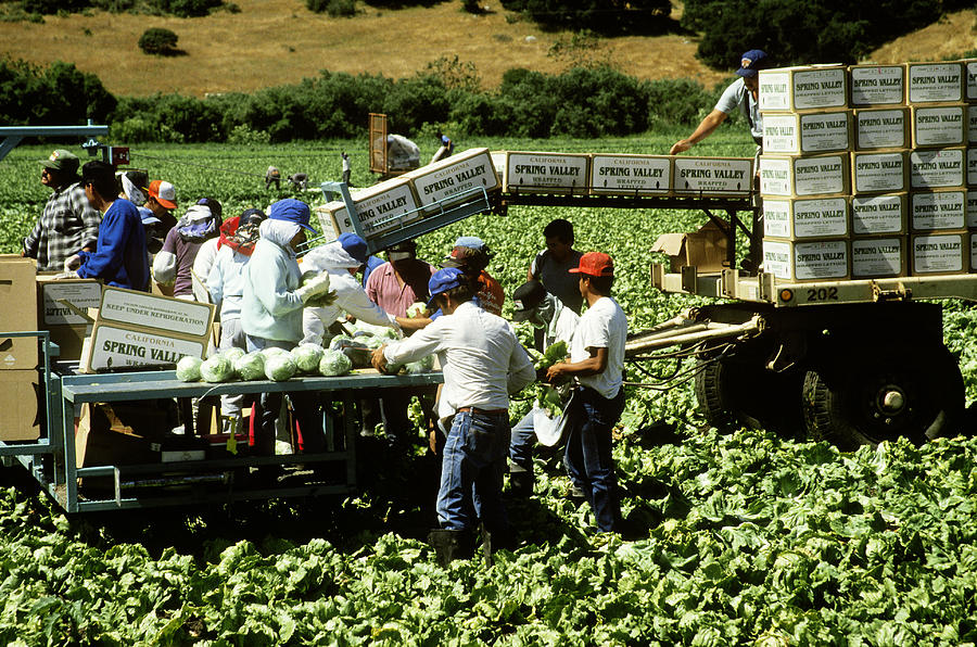 Harvesting Lettuce #1 Photograph by Richard Hansen