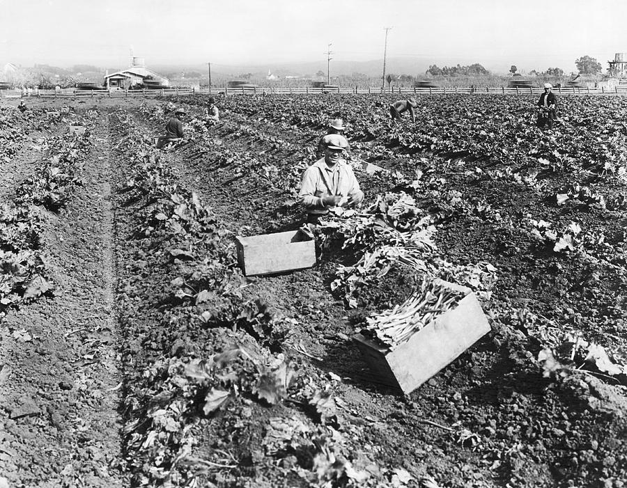 Harvesting Rhubarb In Alameda #1 Photograph by Underwood Archives