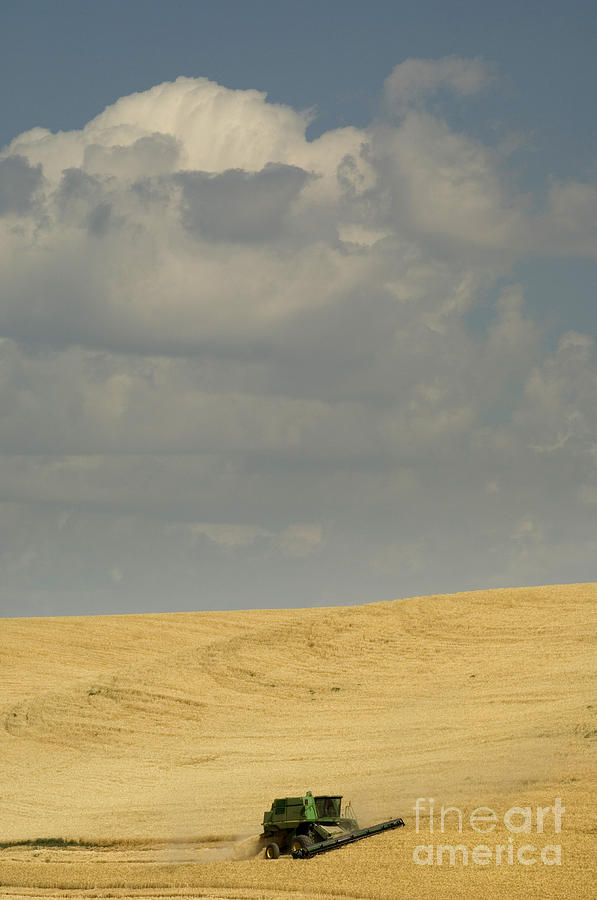 Harvesting Wheat #1 Photograph by John Shaw