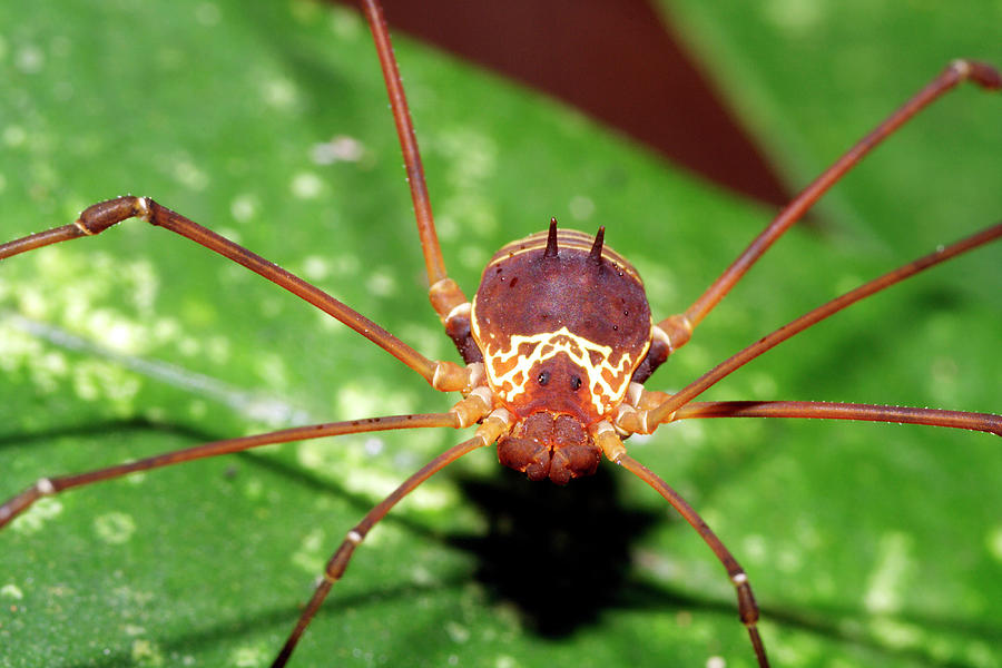 Harvestman #1 Photograph by Dr Morley Read/science Photo Library
