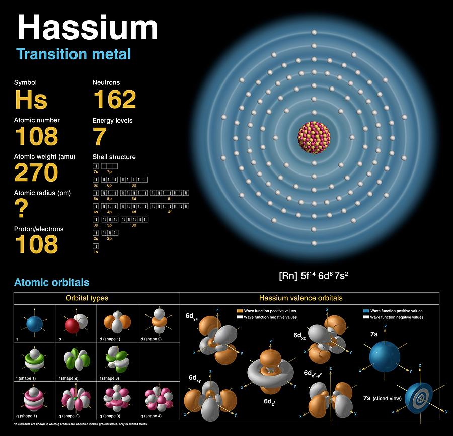 Shell Photograph - Hassium #1 by Carlos Clarivan