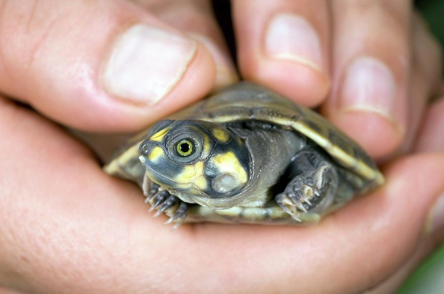 Hatchling Yellow-spotted River Turtle #1 Photograph by Sinclair Stammers/science Photo Library