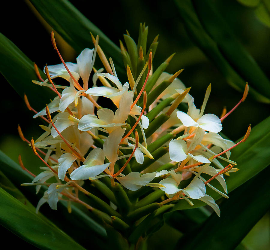 Hawaii Flora  #1 Photograph by Craig Watanabe