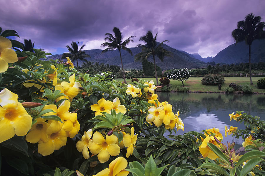 Yellow flowers at the Waikapu Valley Tropical Plantation Photograph by Ron Dahlquist