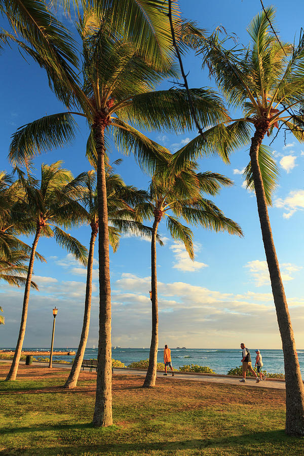 Hawaii, Oahu, Honolulu, Waikiki Beach Photograph by Michele Falzone