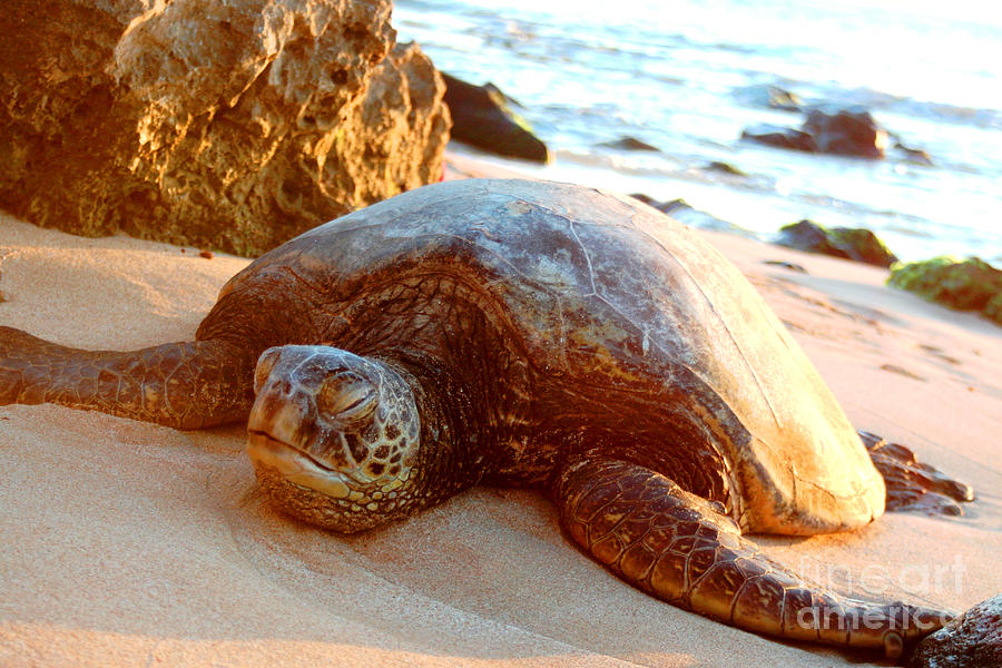 Hawaiian Sea Turtle #1 Photograph by Laarni Montano