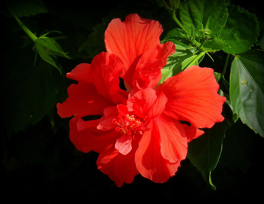 Flowers Still Life Photograph - Hawaiis Double Red Hybiscus by Lori Seaman