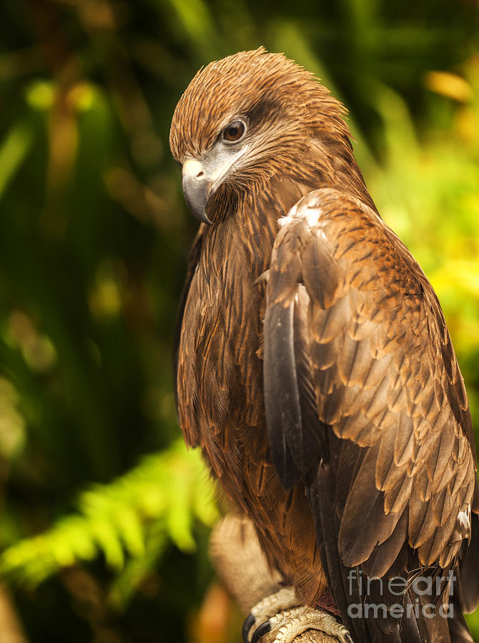 Hawk #1 Photograph by Anek Suwannaphoom