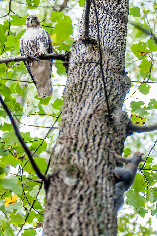 Hawk Hunting For A Squirrel On An Oak Tree #1 Photograph by Alex Grichenko