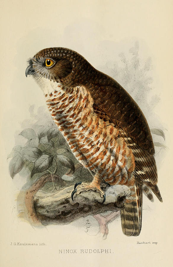 John James Audubon Painting - Hawk Owl #1 by Dreyer Wildlife Print Collections 