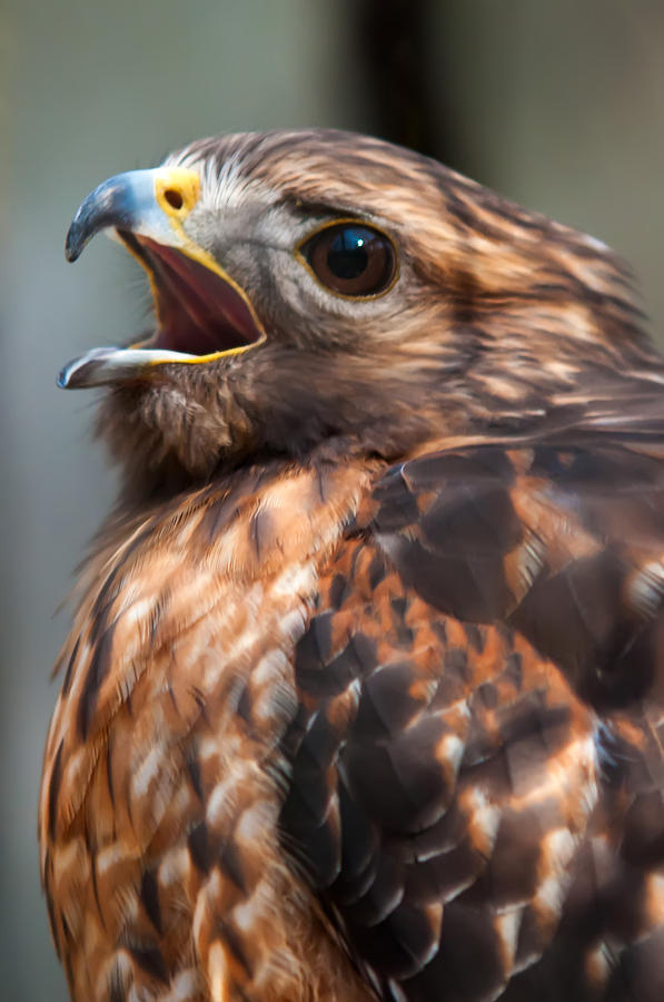 Hawk Raptor #1 Photograph by Alex Grichenko