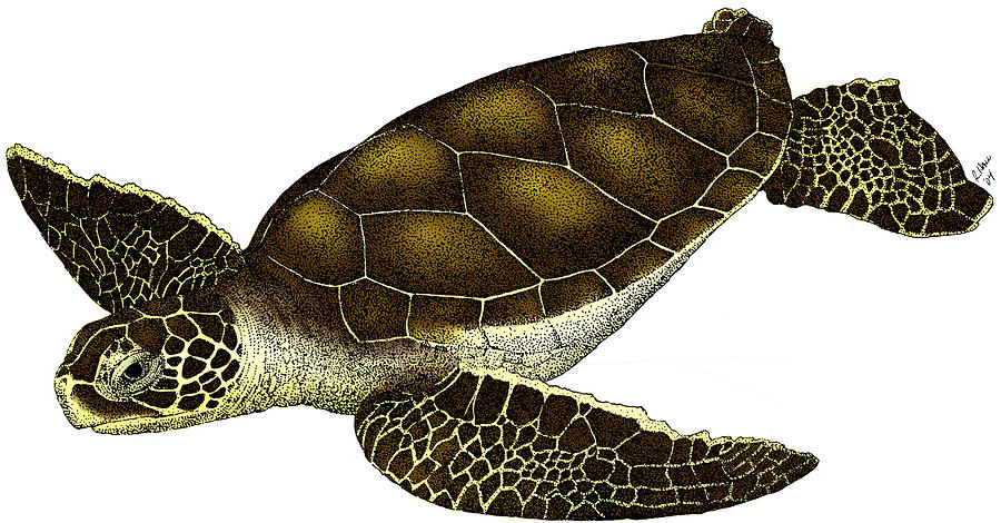 Hawksbill Sea Turtle #1 Photograph by Roger Hall