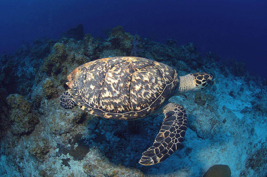 Hawksbill Turtle #1 Photograph by Charles Angelo