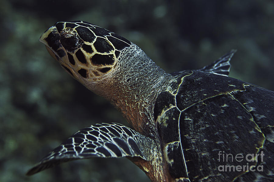 Hawksbill Turtle #2 Photograph by JT Lewis