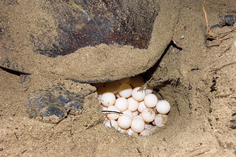 Hawksbill Turtle Photograph by Scubazoo/science Photo Library | Fine ...