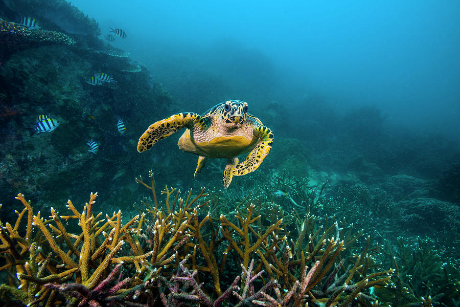 Hawksbille Sea Turtle In Malaysia Photograph by Jennifor Idol - Fine ...