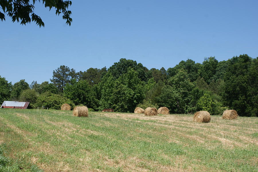 Hay Harvest #1 Photograph by Bill TALICH