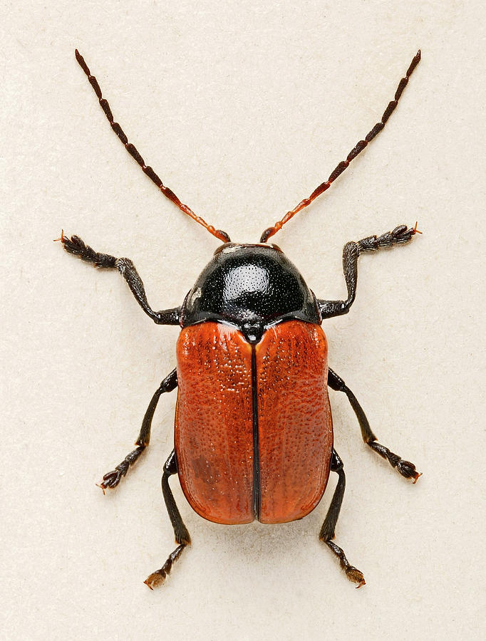 Hazel Pot Beetle #1 Photograph by Natural History Museum, London/science Photo Library