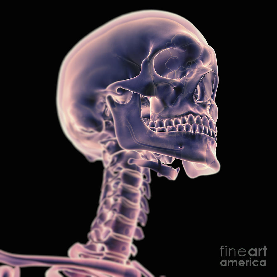 Skeleton Photograph - Head And Neck Bones #1 by Science Picture Co