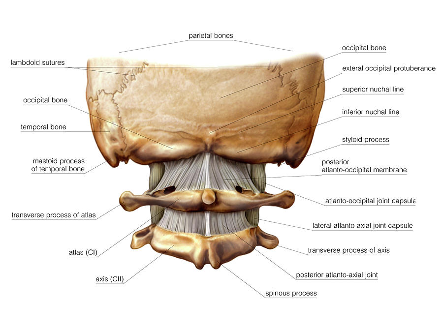 Head And Neck Joints Photograph By Asklepios Medical Atlas Pixels 7730
