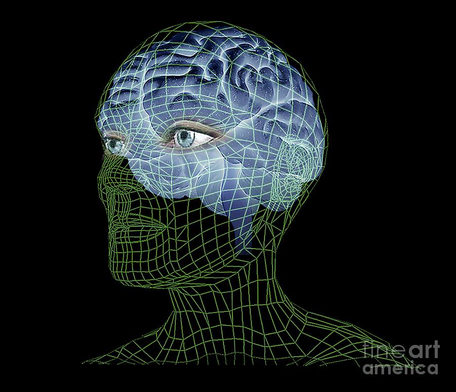 Healthy Brain Mri Scan Photograph By Zephyr Pixels