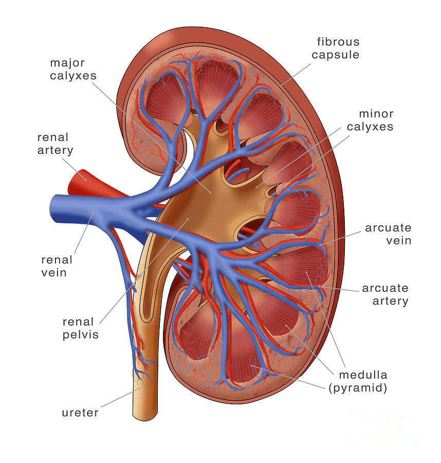 Healthy Kidney, Illustration #1 Photograph by Monica Schroeder