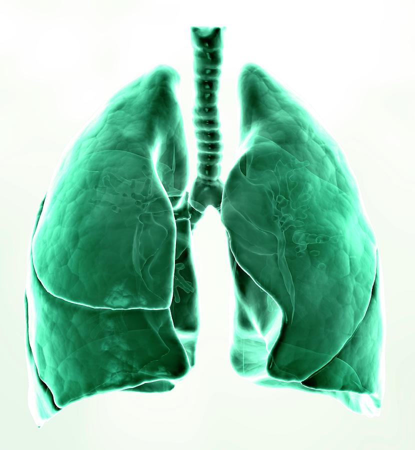 Healthy Lungs Photograph By Andrzej Wojcicki Science Photo Library Pixels